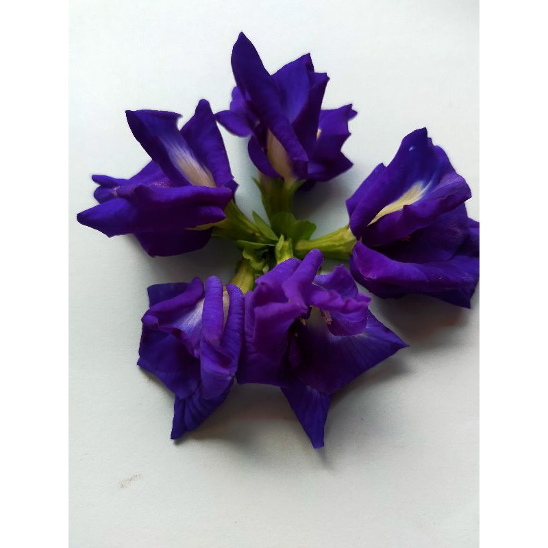 Bibit Tanaman Bunga Telang Biru Tumpuk