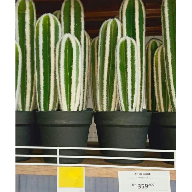 kaktus koboi artificial . kaktus koboi palsu. artificial cactus.