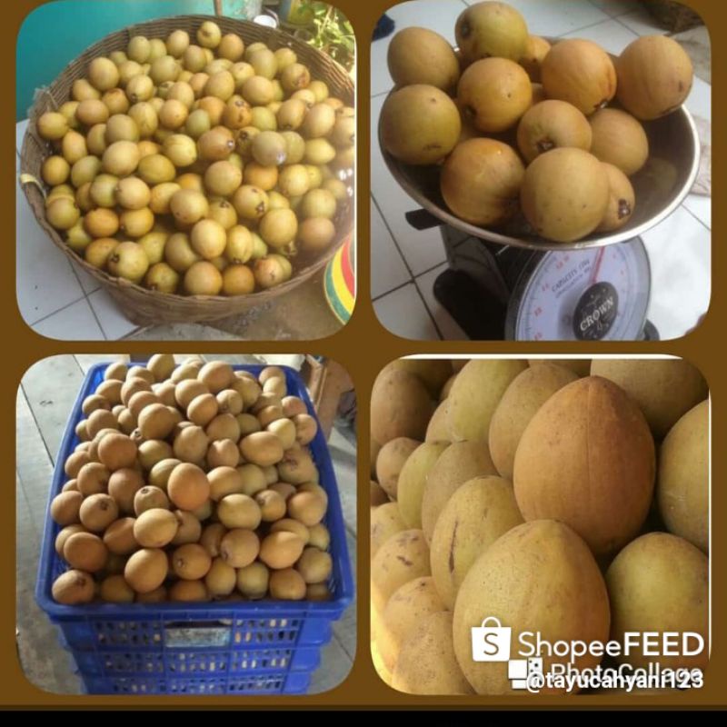 

BUAH SAWO"asli,sukatali,sumedang