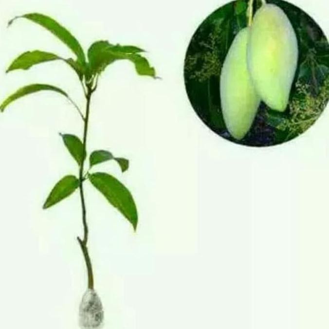 C4T Bibit Mangga Kio Sawai Bssg