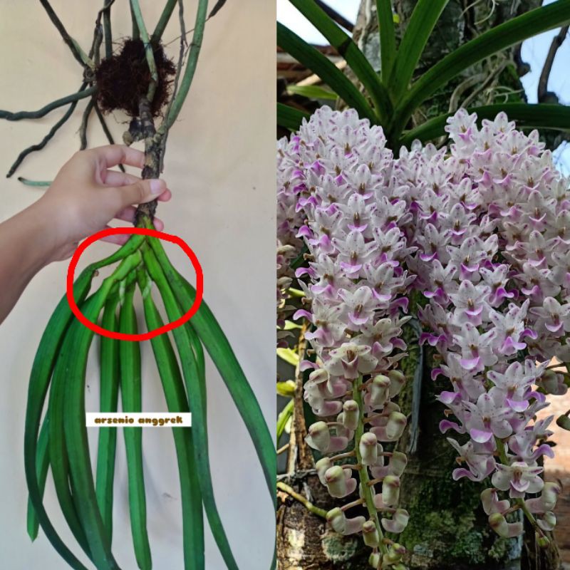 SPIKE CALON BUNGA ! ANGGREK RETUSA EKOR TUPAI SPIKE