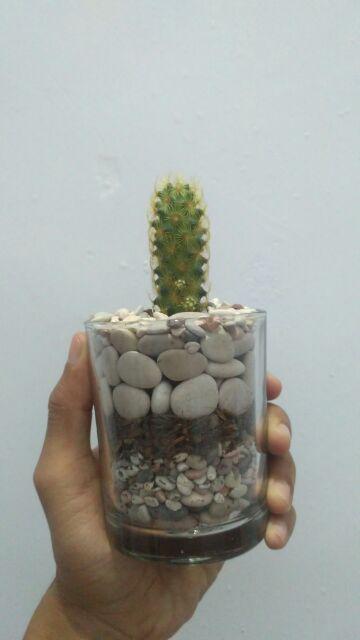 Kaktus Dan Sekulen ( Minimal 30 Packs )