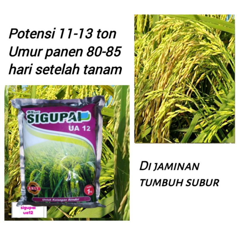 Benih Padi Sigupai UA 12