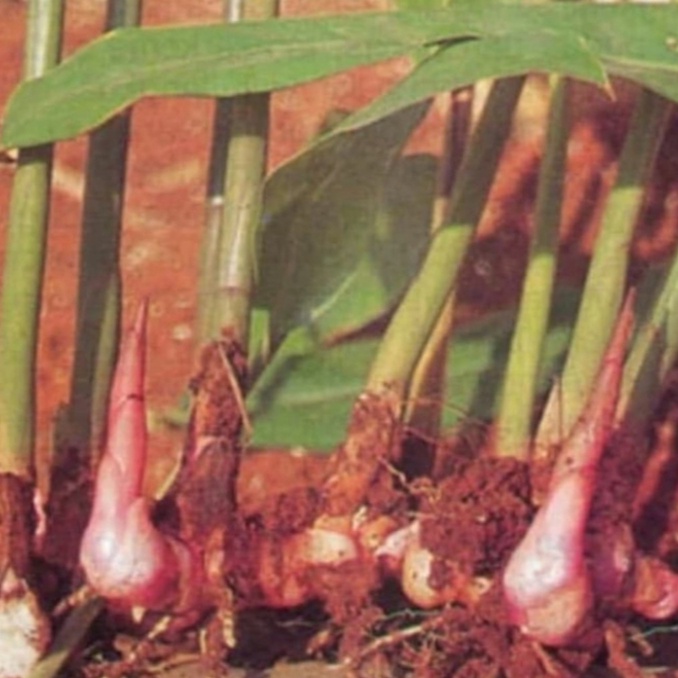 tanaman lengkuas merah