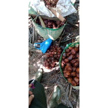 

Salah Pondoh Asli Banjarnegara