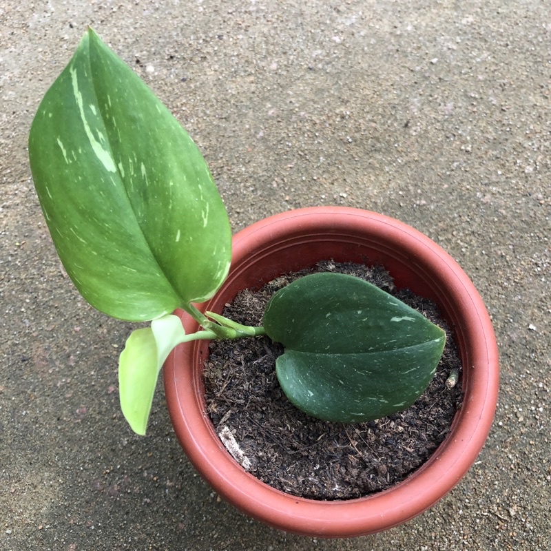 Tanaman Scindapsus treubii moonlight Variegata Rawatan varigata variegated segar aman dan siap beran