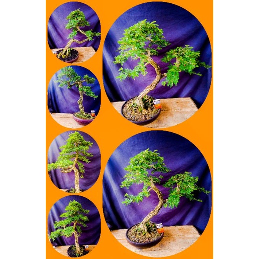 bonsai jadi asem saraf