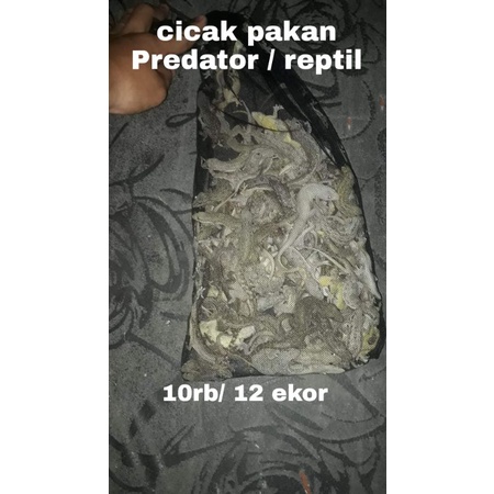 CICAK HIDUP/BUAT PAKAN PREDATOR/OBAT