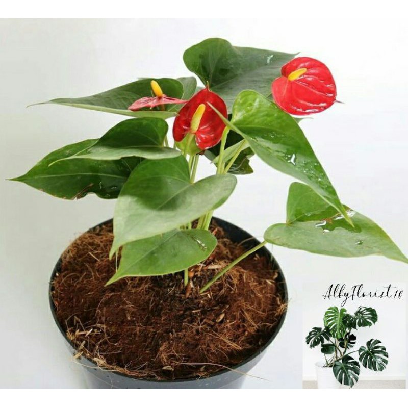 Tanaman Hias Anthurium Mini / Anthurium Mickey Mouse