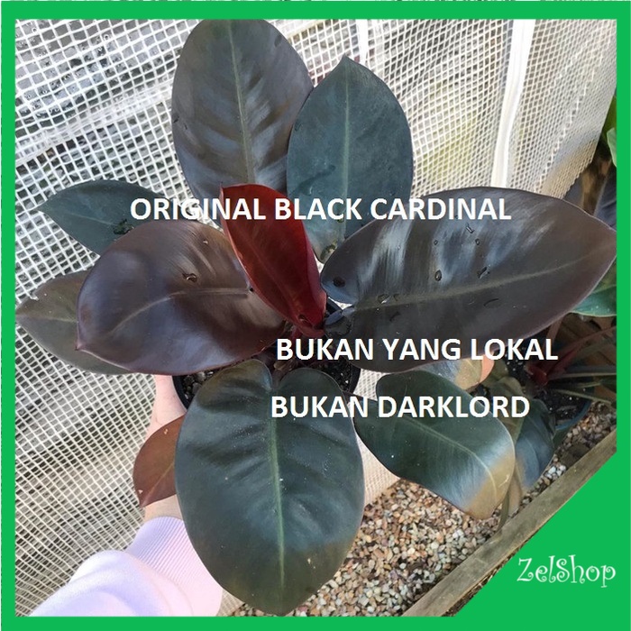 Philodendron Black Cardinal Original / Philo Black Cardinal / Philo BC
