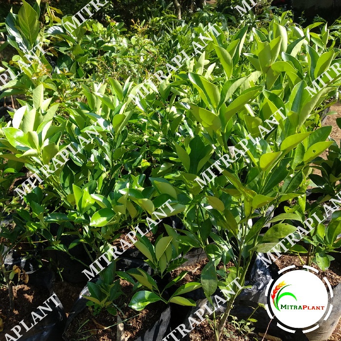 Bibit Pohon Jeruk Santang Madu - Tanaman Buah Jeruk Santang Madu Manis