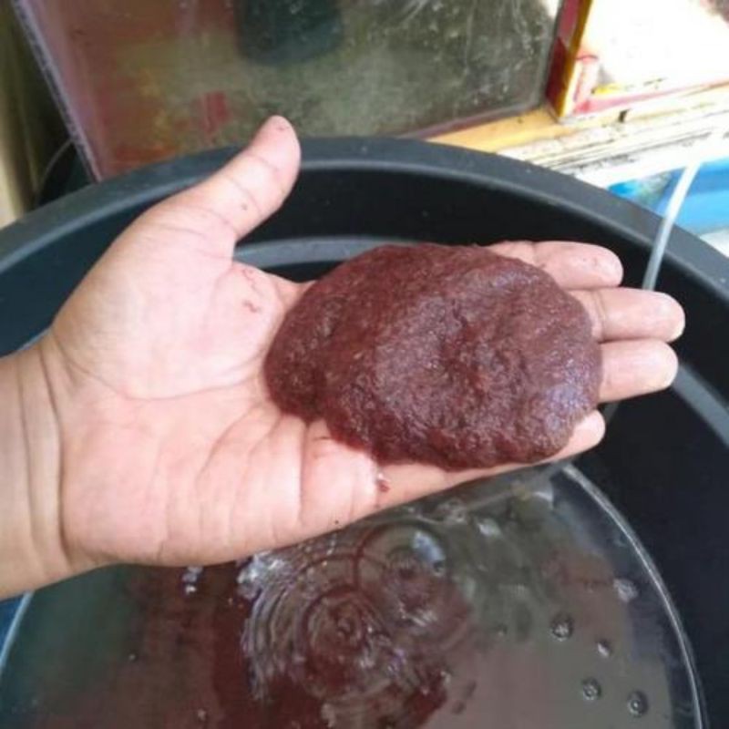 cacing sutra pakan ikan cupang dll