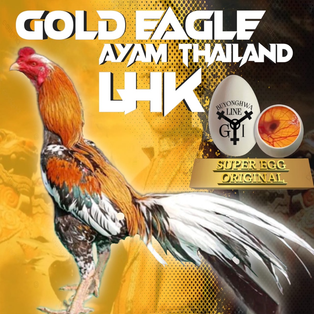 Ayam Bangkok Ekor Lidi Aduan asli Thailand LHK gold eagle telur fertil siap tetas new generasi