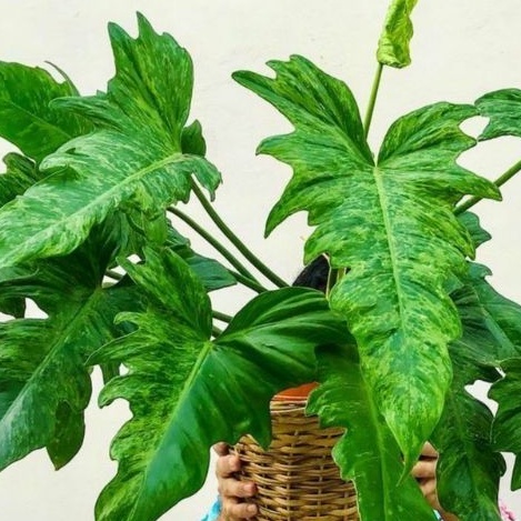 philo dragon variegata dewasa