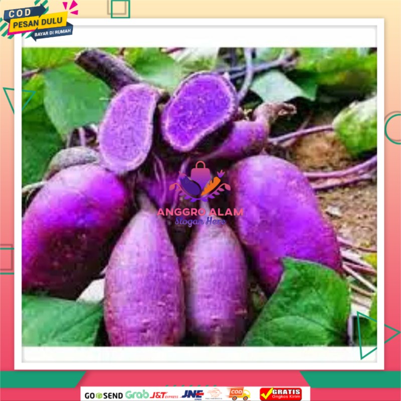Bibit Ubi jalar celimbu /bibit ubi unggu