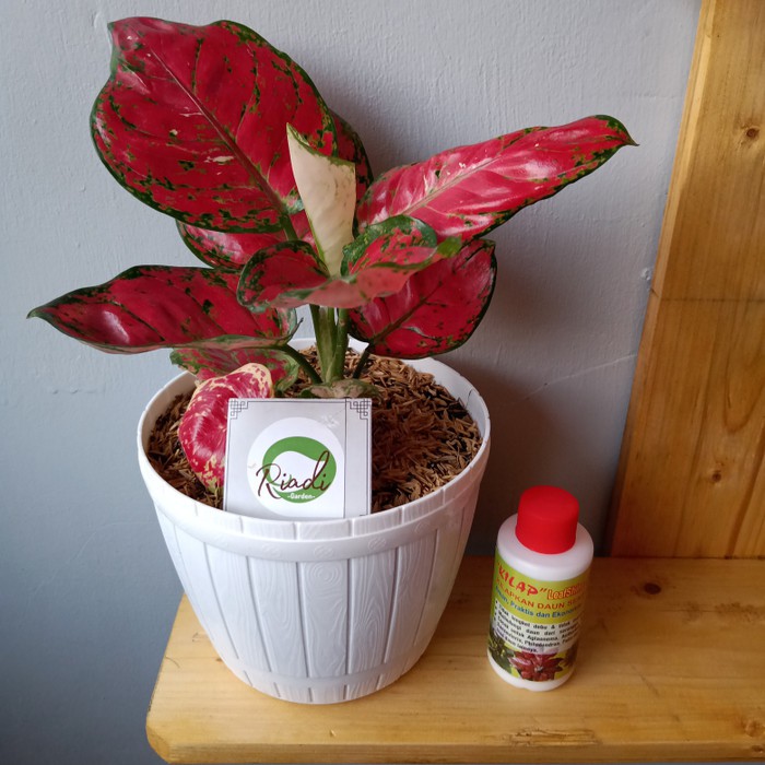 KILAP Daun Aglonema Aglonema Anthurium Puring Sensiveria