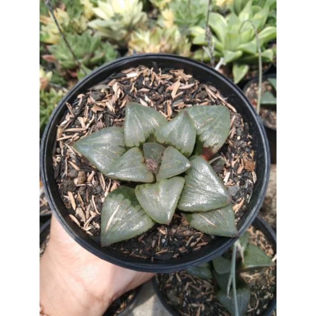 Haworthia Hybrid