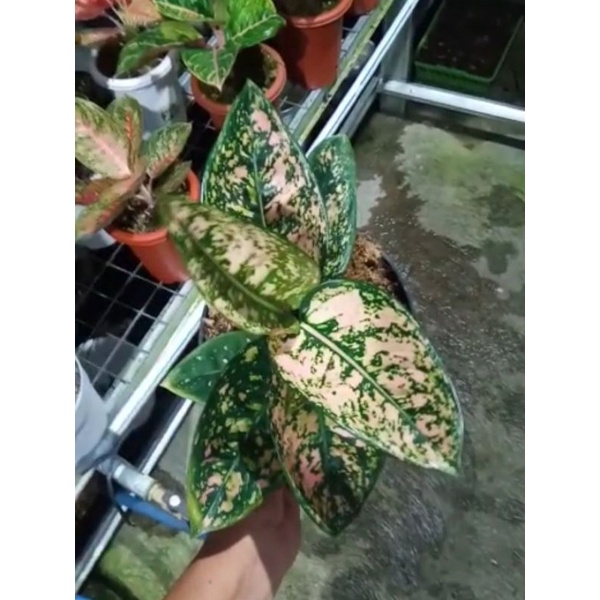 Aglaonema Ruby Compacta