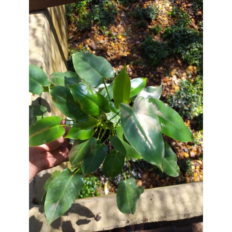 philodendron burlemarx/ philodendron brekele