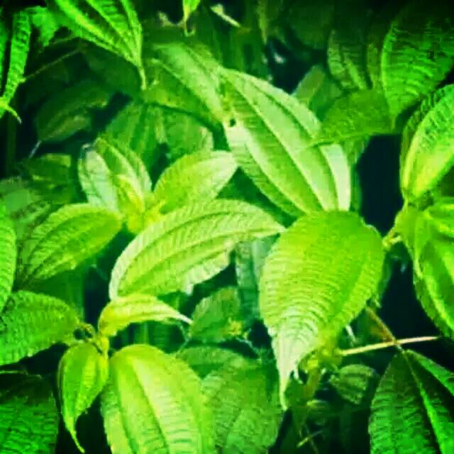 daun pohpohan segar lalapan