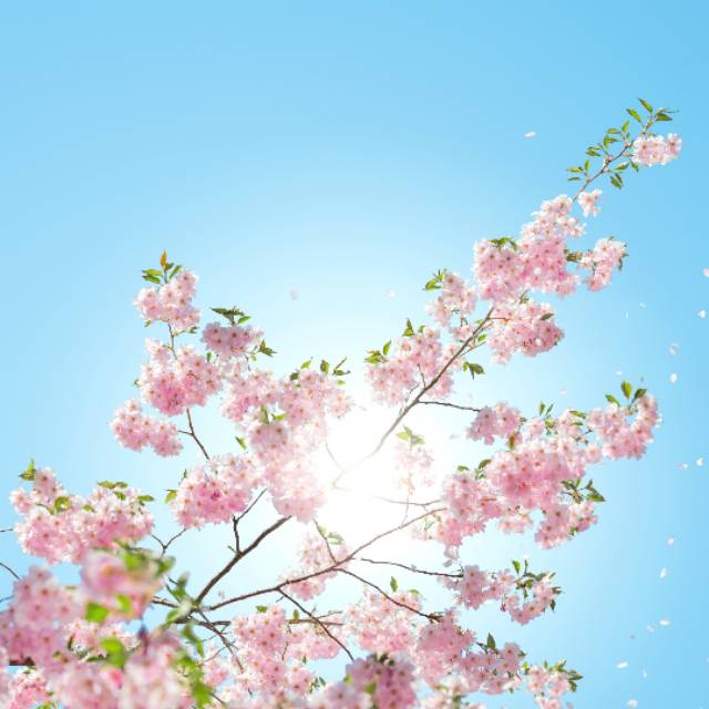 annada_shop08