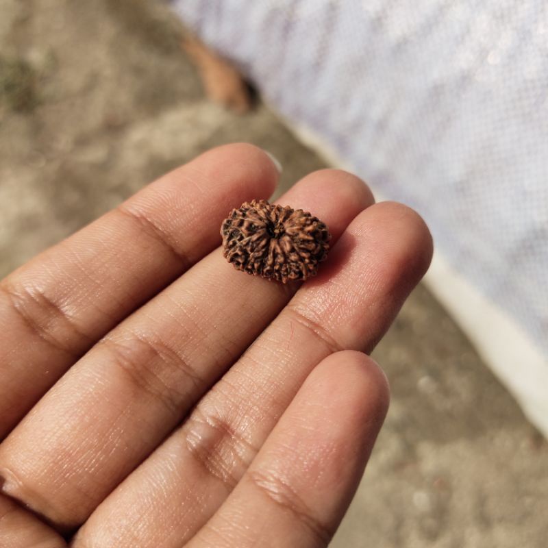 Mukhi 13 rudraksha original