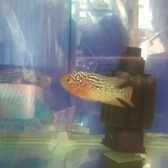 kamfa V8 100% ori thailand