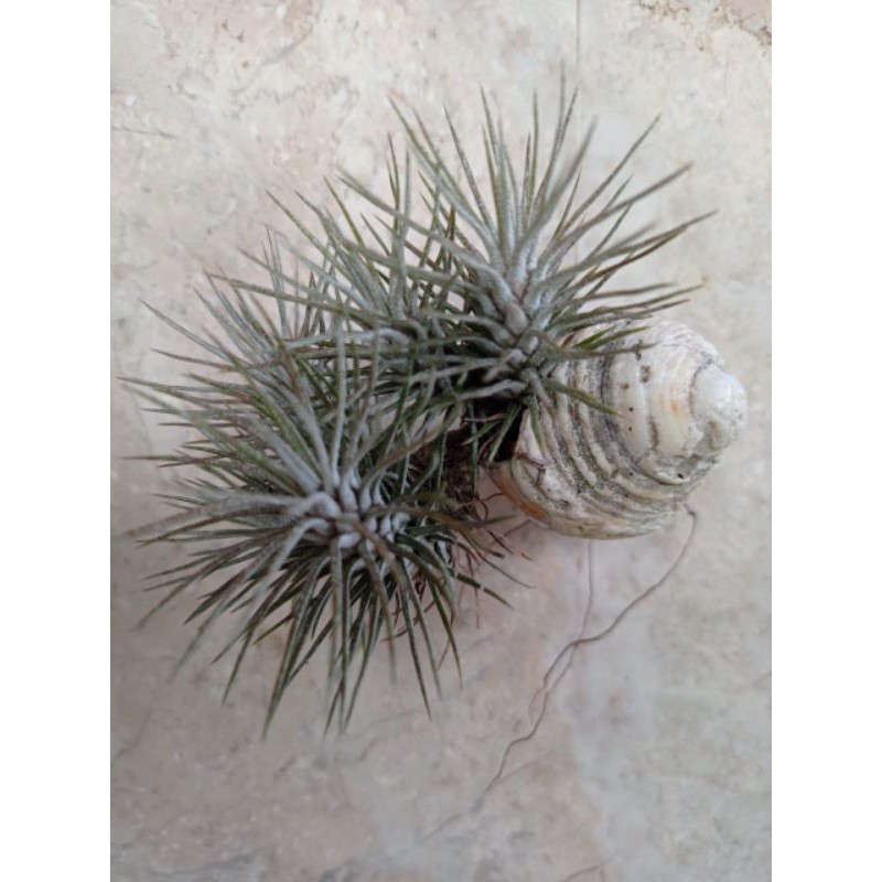 Tillandsia Funckiana clamp (dikerang gantungan) tanaman udara airplant