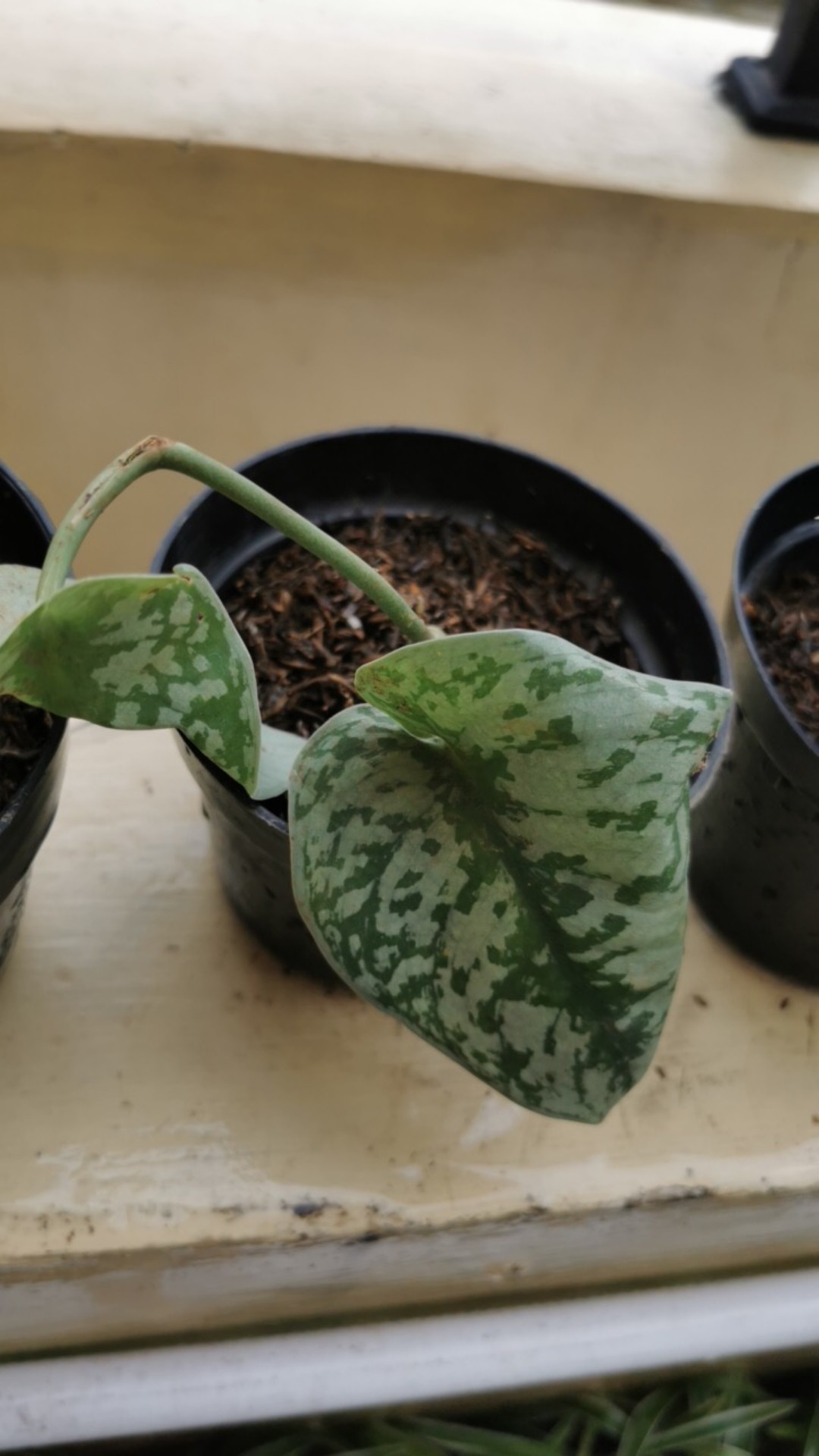 Tanaman Hias Srigading Susu