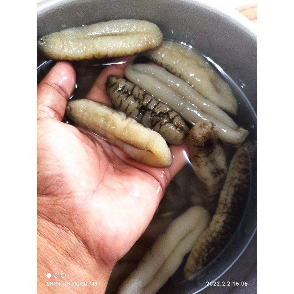 

TERIPANG GOSOK /HAISOM BASAH KEMASAN 1 KG