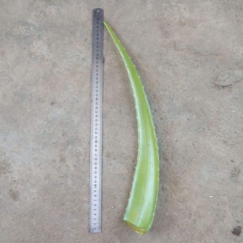 

Pelepah lidah buaya (Aloevera) berat kurang lebih 100-250gram