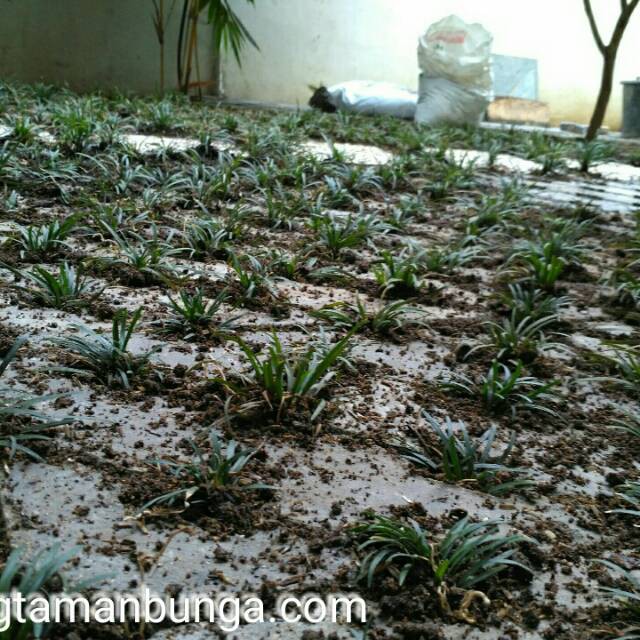 Tanaman Kucai Mini Tanaman Rumput Kucai