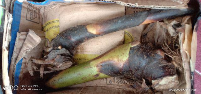 Manbar - Bibit Honje Merah Atau Honje Laka