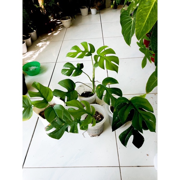 raphidopora tetrasperma