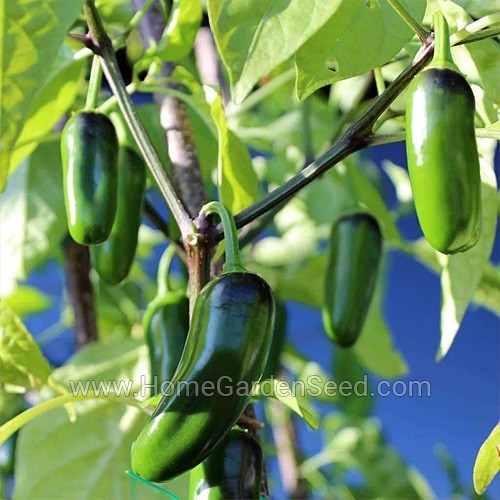 Benih Cabai Jalapeno M - Hot Pepper - Home Garden Seed