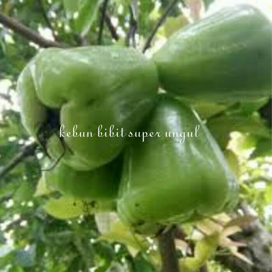 BIBIT POHON JAMBU AIR CINCALO HIJAU