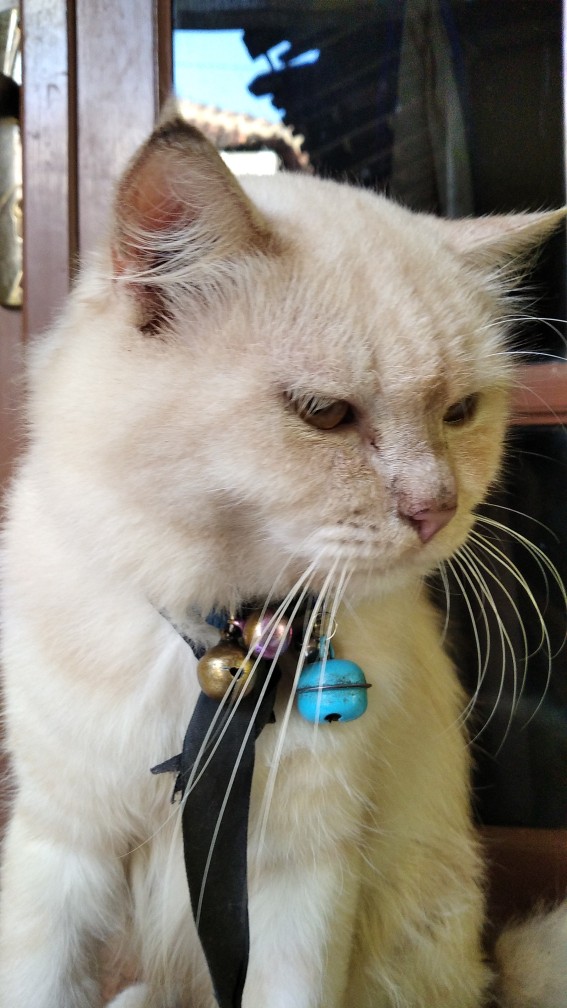 Batik Couple Keluarga S M L Xl Xxl Motif Etnik Pekalongan Kalimantan