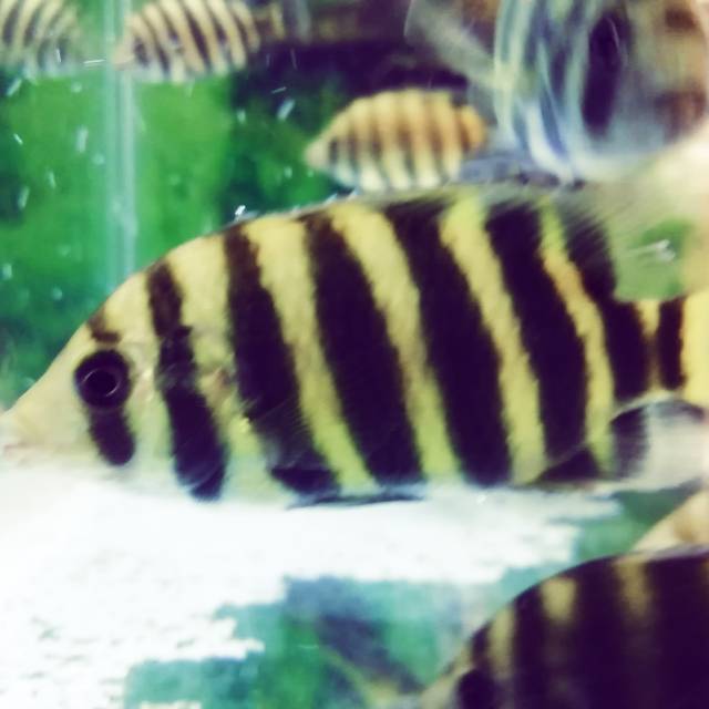 Ikan Predator Chiclid Ninety Nine ukuran medium