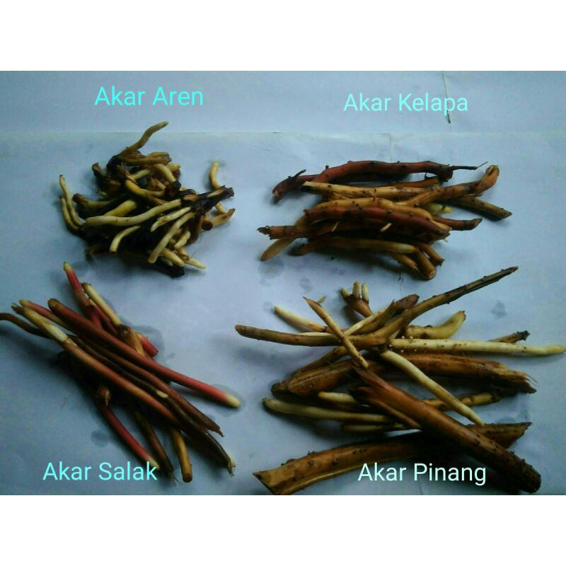 

1 PAKET (Akar Pinang, Akar Aren, Akar kelapa, Akar salak) 800 gram