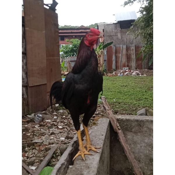 ayam siam bangkok
