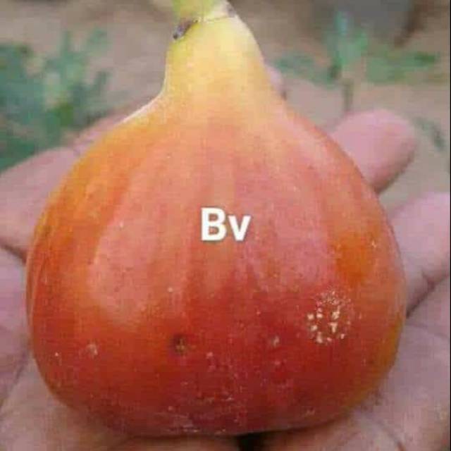 

Bibit buah tin jenis bromo violet
