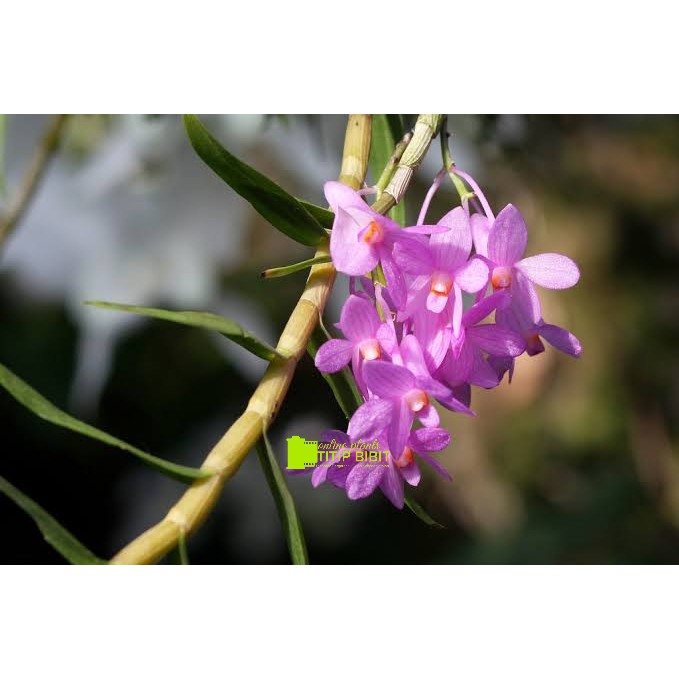 anggrek spesies dendrobium hasseltii