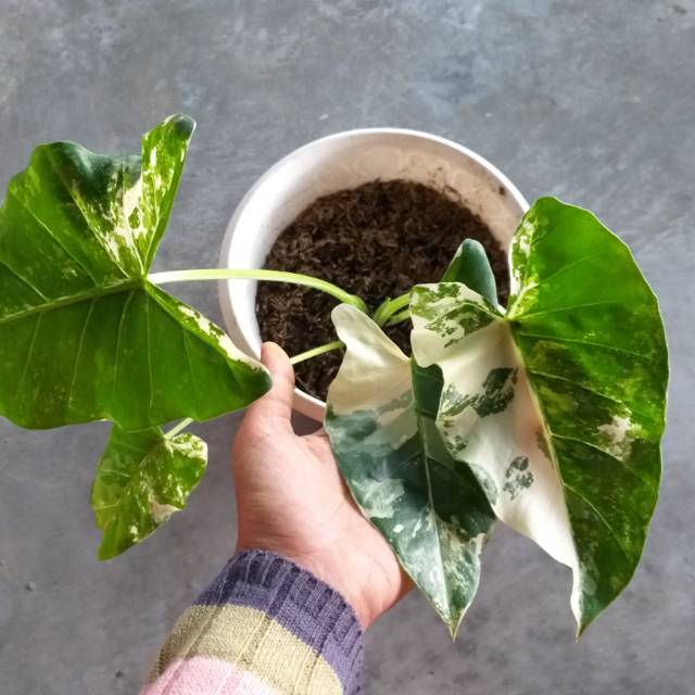 Keladi Variegata Alocasia Macrorrhiza Variegata Shopee Indonesia