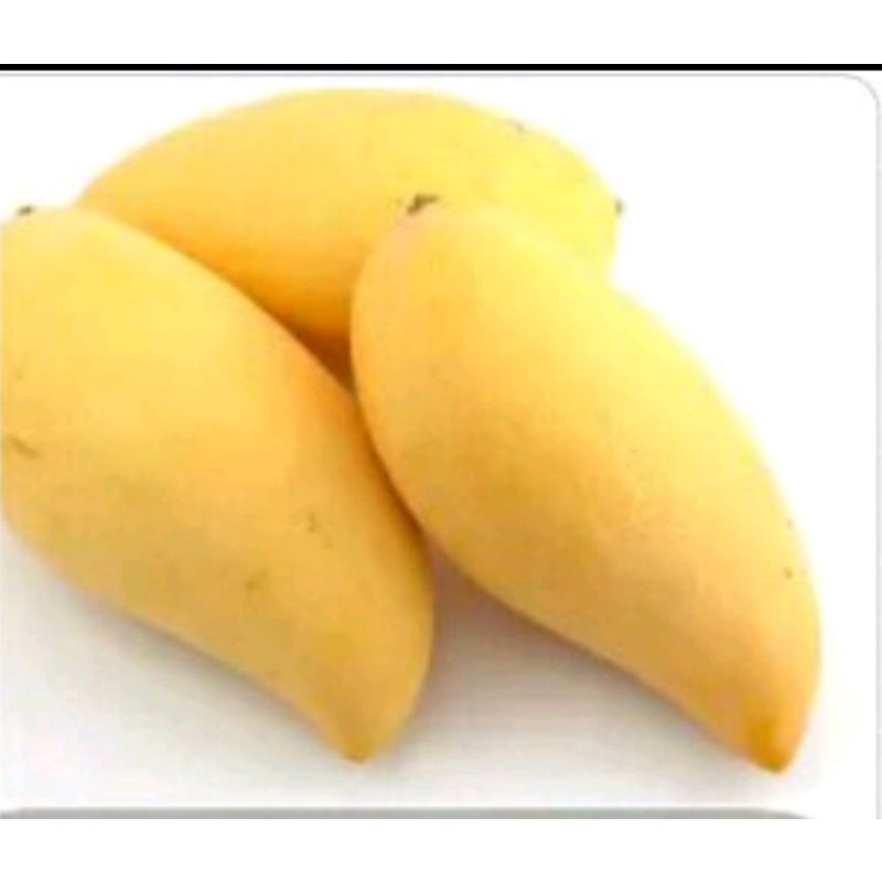 

MANGGA CHOKANA