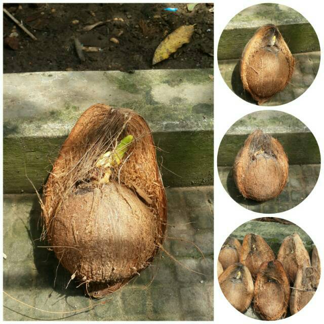 Bahan kelapa bonsai minion