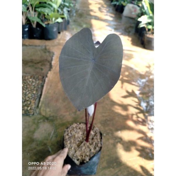 colocasia black magic