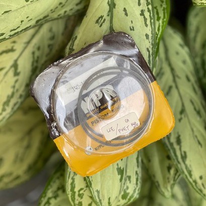 Ring Seher RGR Oversize STD NPP