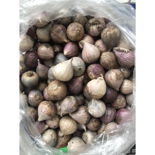 Bawang Putih Tunggal Lanang 1 Kg | Cocok untuk Madu