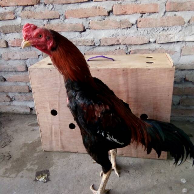 Cara Melatih Ayam Birma Menjadi Monster Lapangan Toko Online Perlengkapan Ayam Laga Ayam Bangkok Ayam Petarung Ayam Aduan Ayam Filipin