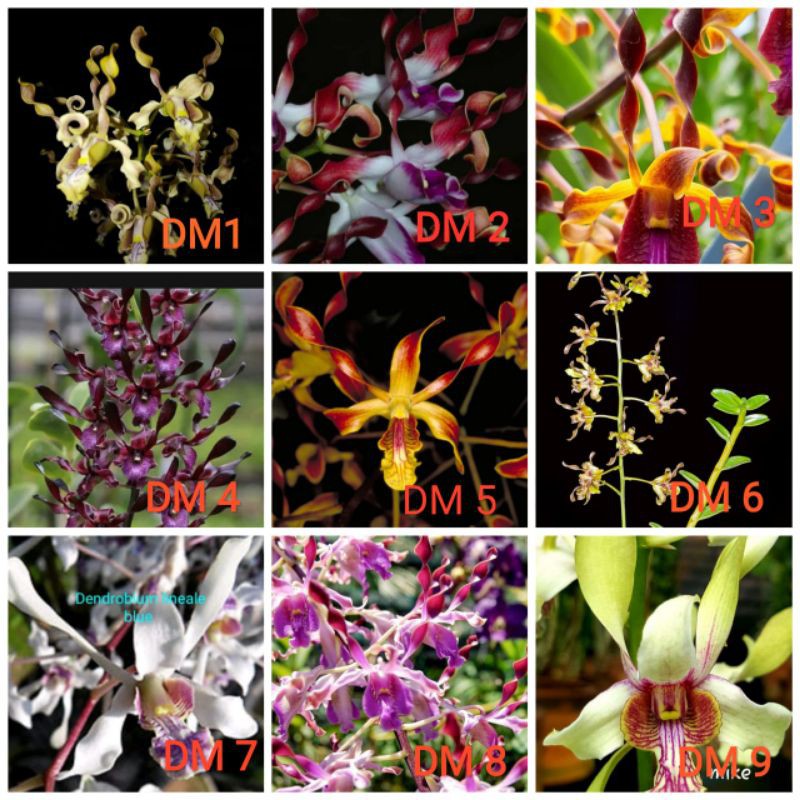 anggrek seedling dendrobium melintir